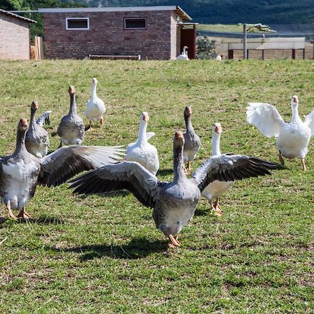Oeregtoelgy Apartman Szár Dış mekan fotoğraf